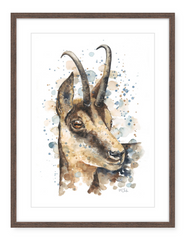 Chamois - Watercolour Art Print