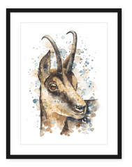 Chamois - Watercolour Art Print