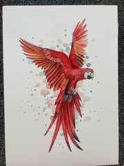 Red Parrot - A4 & A3 Watercolour Prints - 13 available