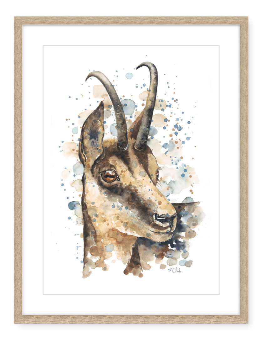 Chamois - Watercolour Art Print