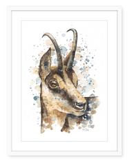 Chamois - Watercolour Art Print