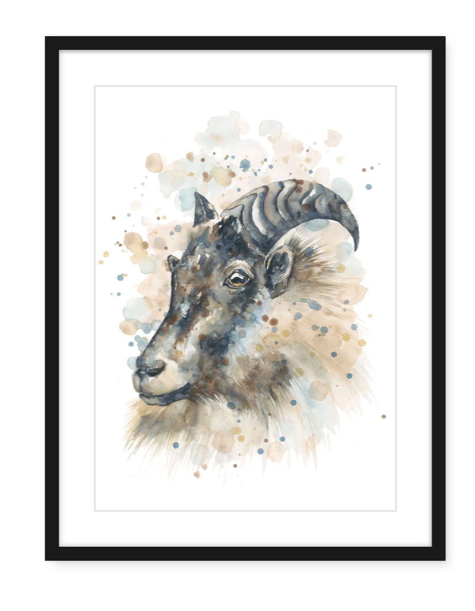 Mountain Tahr - Watercolour Art Print