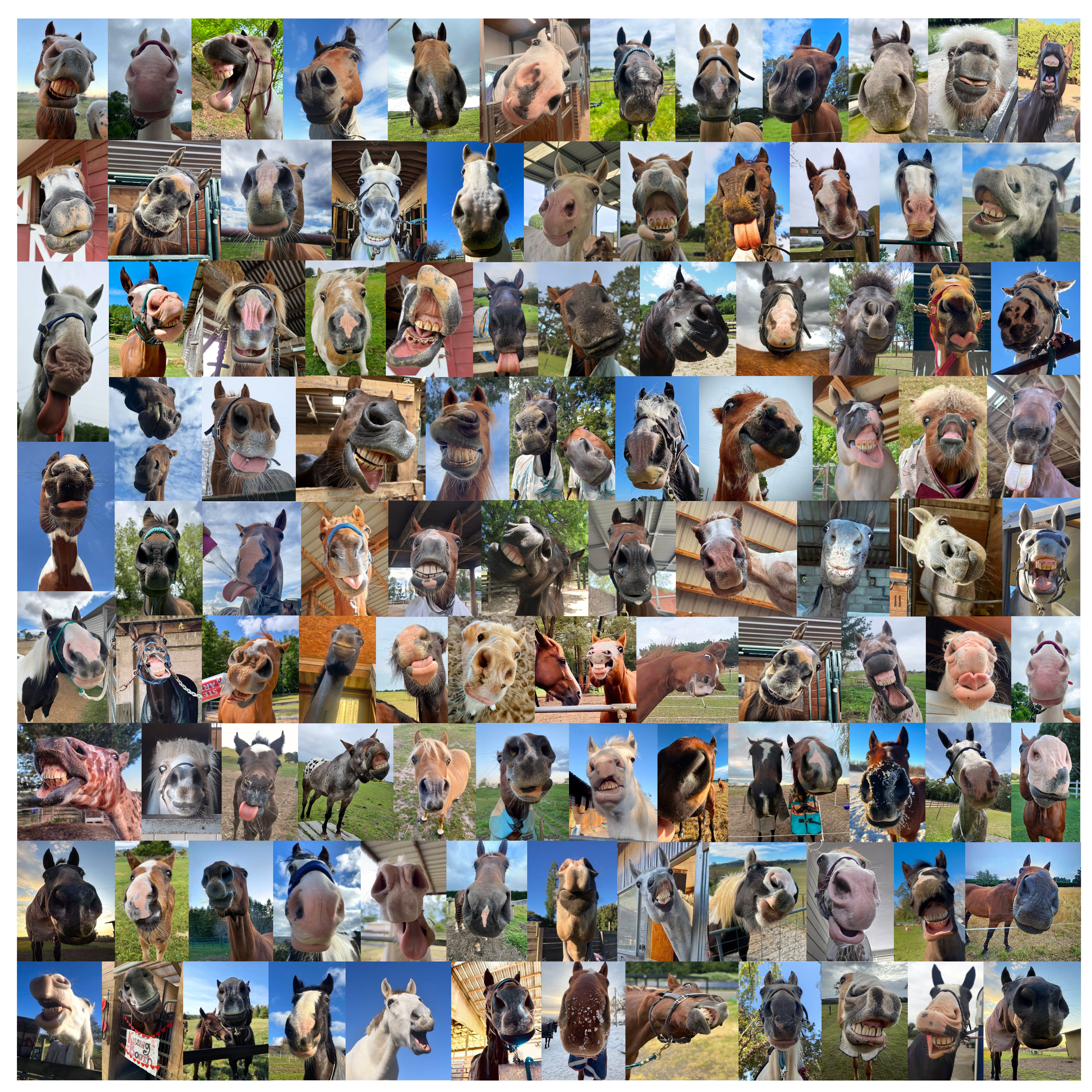 PRE-ORDER 'The Snoots' 2027 Calendar