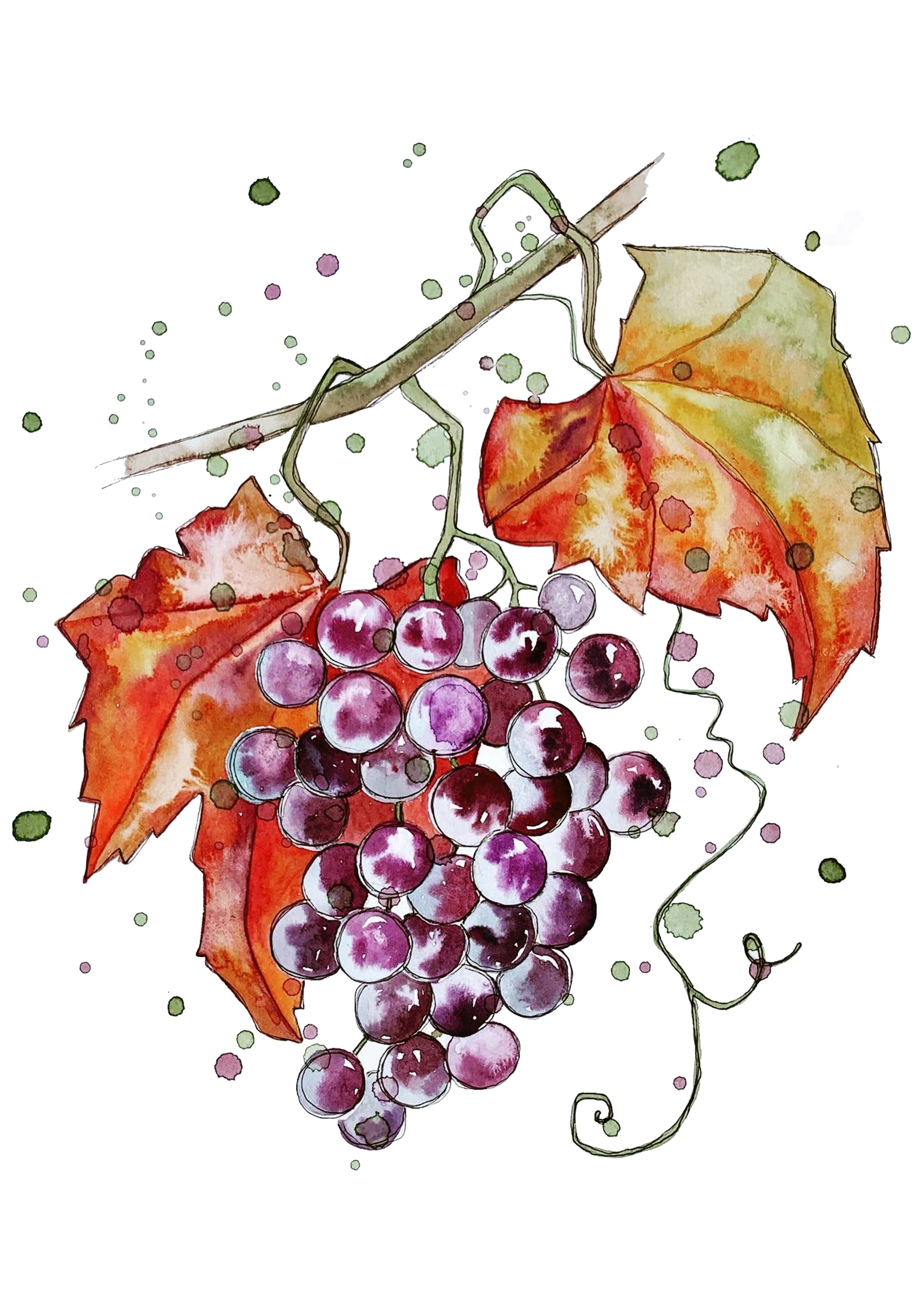 Purple Grapes - Watercolour Mini Print